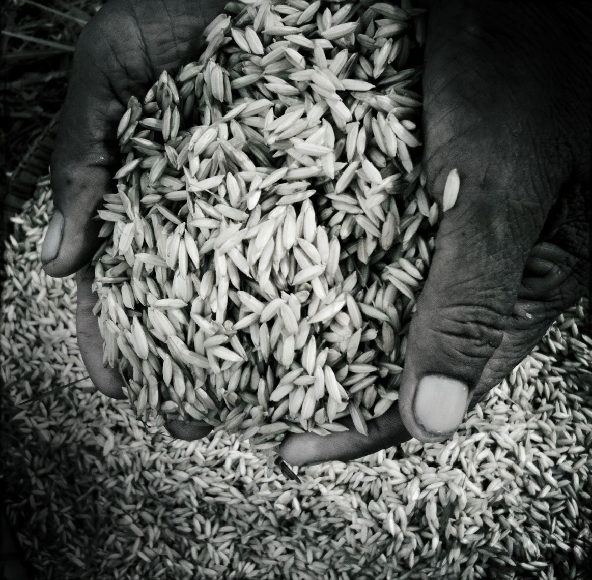 Bali-Rice-for-web112