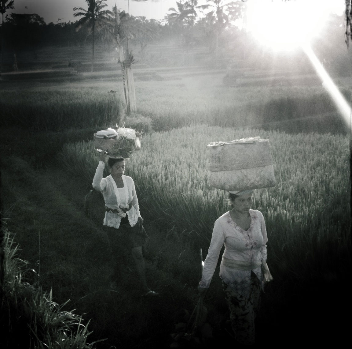 Bali-Rice-for-web128