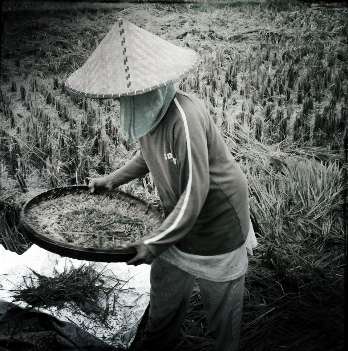 Bali-Rice047