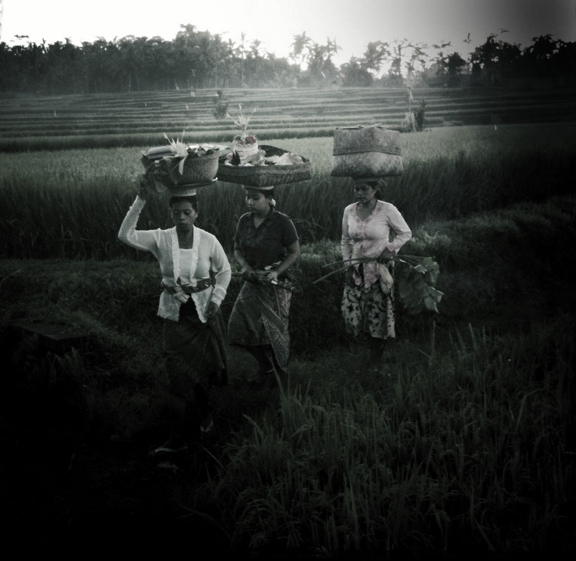 Bali-Rice050