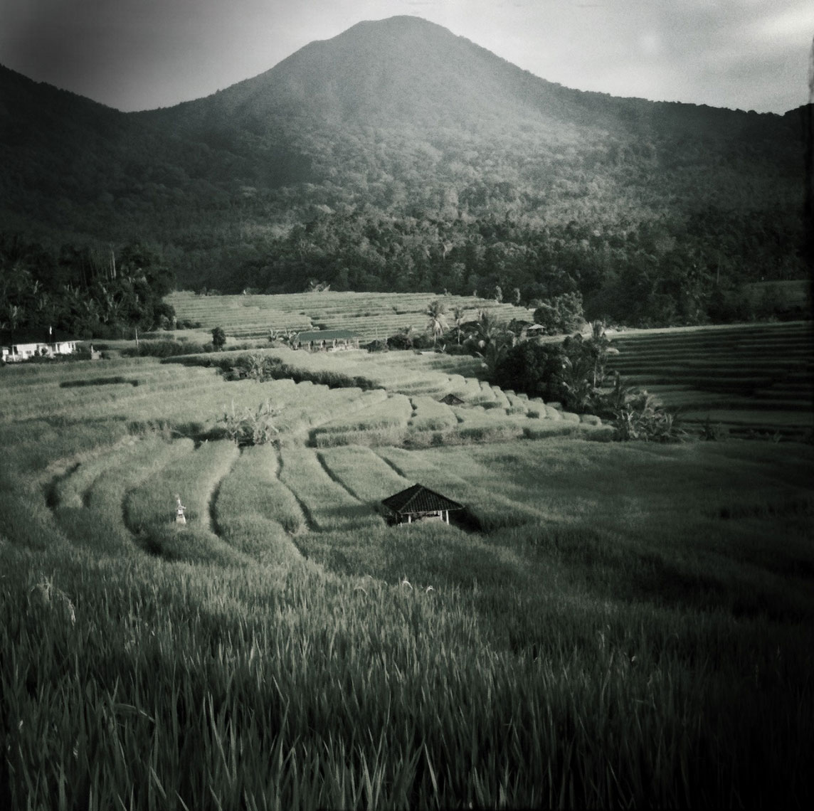 Bali-Rice079