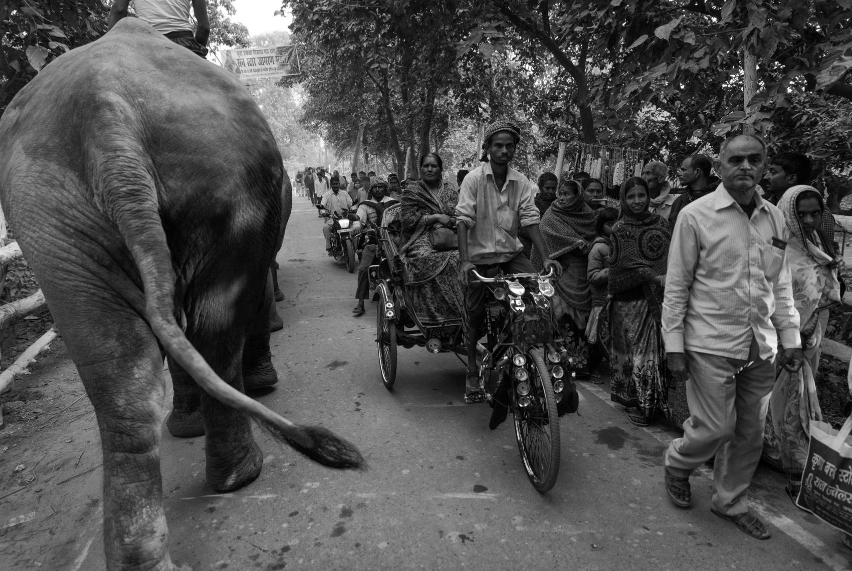 Elephantsweb2020-05.JPG