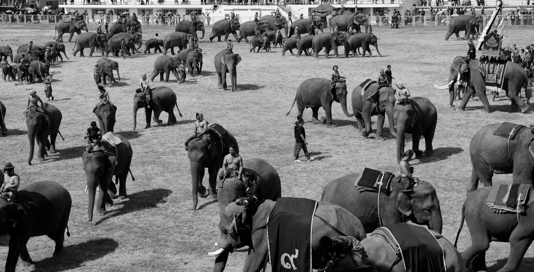 Elephantsweb2020-31.JPG