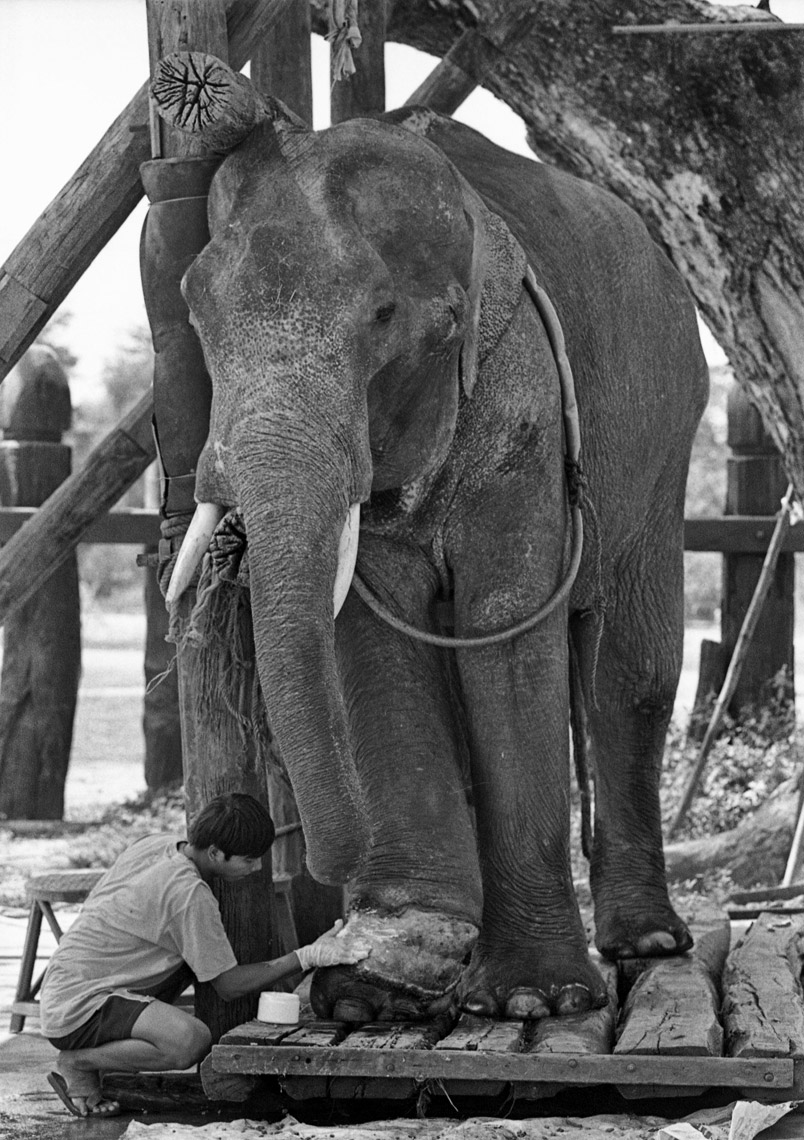 Elephantsweb2020-49.JPG