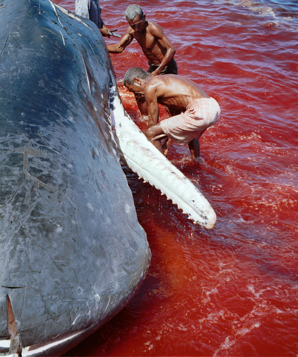 Whale-Hunters--Indonesia048