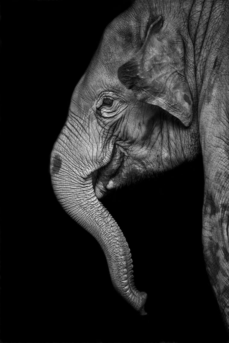 baby-Elephant